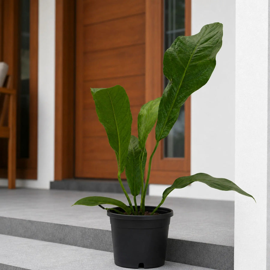 anthurium hookeri plant
