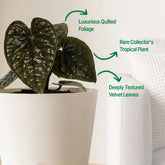 luxurian plant