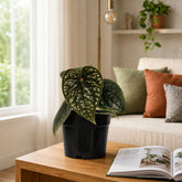 anthurium luxurians care