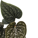 anthurium luxurians