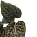 anthurium luxurians