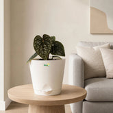anthurium luxurian plant with pot