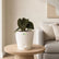 anthurium luxurian plant with pot