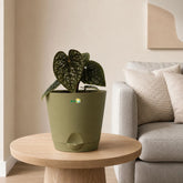 luxurian anthurium online