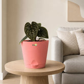 anthurium luxurian indoor plant