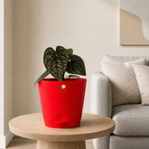 anthurium luxurian 