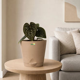 anthurium luxurian with pot