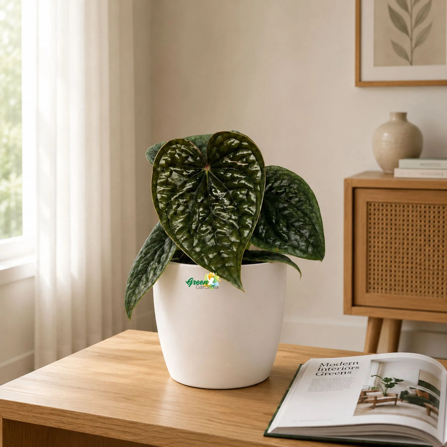 anthurium luxurian plant