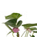 Anthurium Mini Purple
