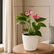 Anthurium Mini Purple