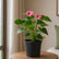 Buy Anthurium Mini Purple
