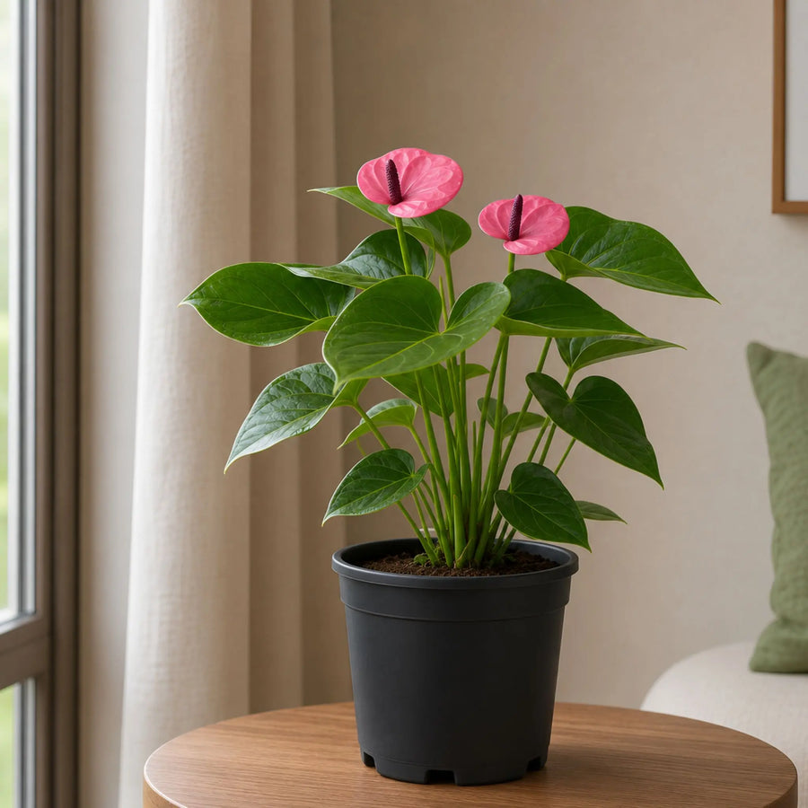 Buy Anthurium Mini Purple