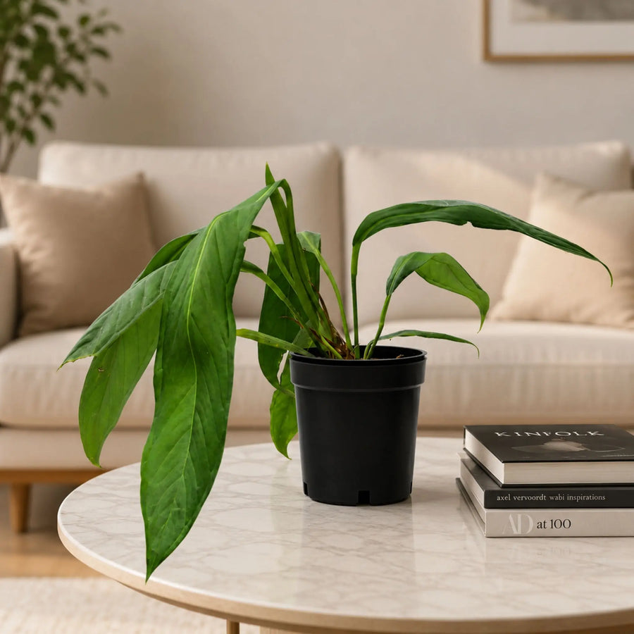 anthurium pallidiflorum with gro pot