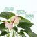 Anthurium  Princess