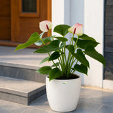 anthurium flowering plant