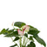 Anthurium  Princess