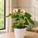 Anthurium  Princess