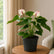 anthurium princess with gro pot