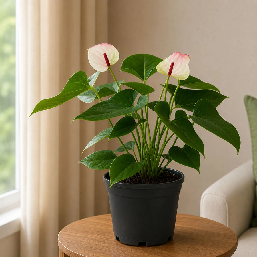 anthurium princess with gro pot