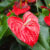 Anthurium Red