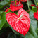 Anthurium Red