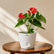 anthurium flowering plant