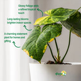 anthurium flowering plant