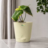 anthurium sweet love 
