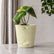 anthurium sweet love 
