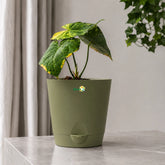 anthurium sweet love plant with pot