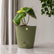 anthurium sweet love plant with pot