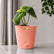 anthurium plant exotic foliage