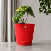 indoor anthurium with pot