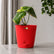 indoor anthurium with pot