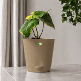 indoor anthurium plant