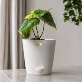 indoor anthurium