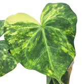 anthurium plant