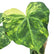 anthurium plant