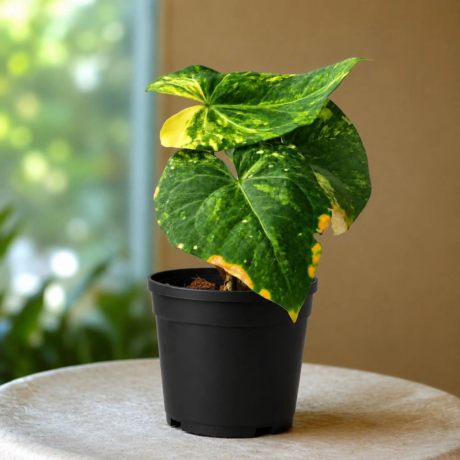 anthurium sweet love plant
