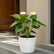 anthurium plant