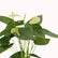 Anthurium Vanila