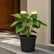 anthurium flowering plant