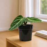 Anthurium Villenaorum