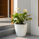 flamingo plant white