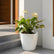 flamingo plant white