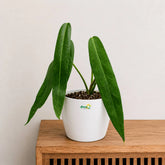 anthurium pallidiflorum