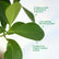 Apollo Ficus