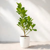 Apollo Ficus