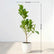 Apollo Ficus