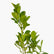 Apollo Ficus